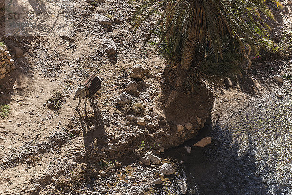 Blick von oben auf einen stehenden Esel  Todra-Schlucht  Marokko