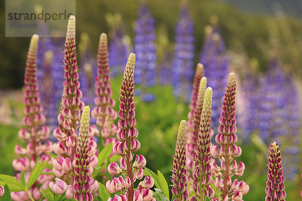 Nahaufnahme von wild rosa blühenden Lupinen  Neuseeland