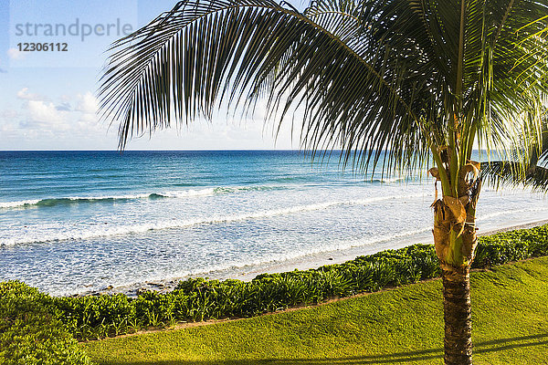 Palme in der Nähe des Strandes  während sich die Wellen spät am Tag in Puerto Morelos  Yucatan-Halbinsel  Mexiko  brechen
