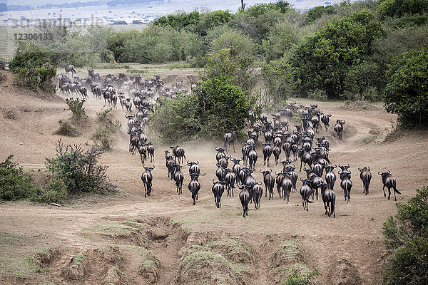 Gnuherde auf dem Weg zum Mara-Fluss während der Migration  Masai Mara National Reserve  Kenia