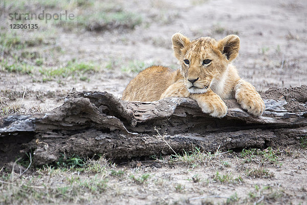 Löwenjunges (Panthera leo) auf einem Baumstamm ruhend  Masai Mara National Reserve  Kenia