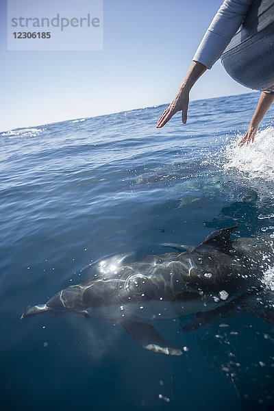 Mutter und Tochter strecken ihre Hände über den Bug eines fahrenden Bootes  um zu versuchen  einen Delfin zu berühren  der in der Nähe von San Diego  Kalifornien  im Meer schwimmt.