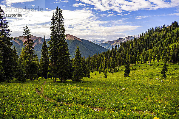 Landschaftliche Aussicht auf Wiese und Wald  Columbine Lake Trail  Colorado  USA