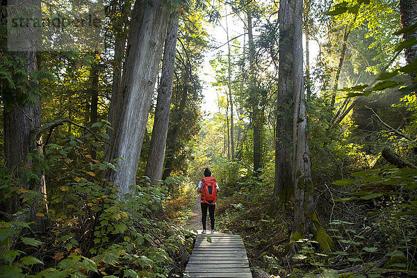 Weibliche Rucksacktouristin steht auf dem Waldweg während einer Wanderung  Maribel  Wisconsin  USA