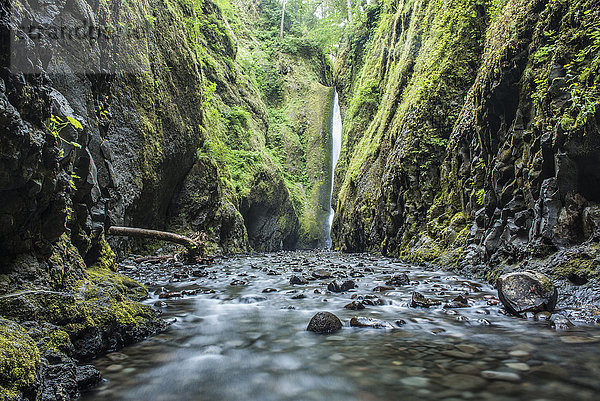 Die Schlucht der Ononta-Wasserfälle im Gebiet der Columbia Gorge in Oregon.