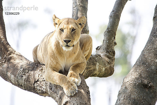 Vorderansicht einer einzelnen Löwin (Panthera leo) auf einem Baum  Masai Mara National Reserve  Kenia