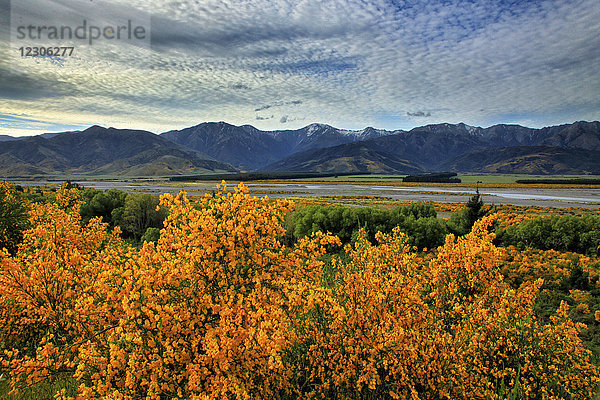 Landschaftliche Ansicht von gelb blühenden Büschen vor dem Waiau River und entfernten Bergen  Neuseeland