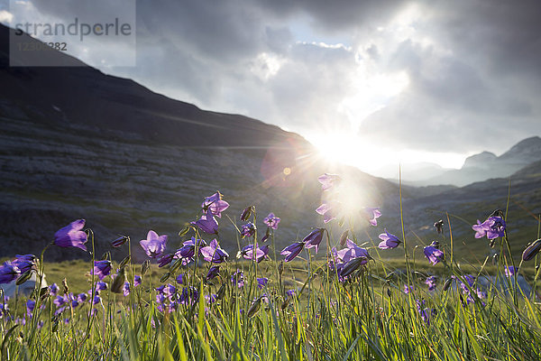 Wunderschöne Naturlandschaft mit lila Wildblumenfeld in den Pyrenäen  Nationalparks Ordesa und Monte Perdido  Huesca  Aragonien  Spanien