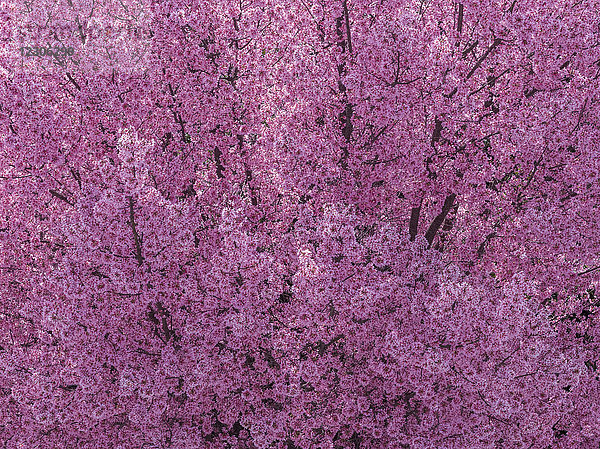 Vollbild eines leuchtend violetten Kirschbaums  Stone Mountain  Georgia  USA