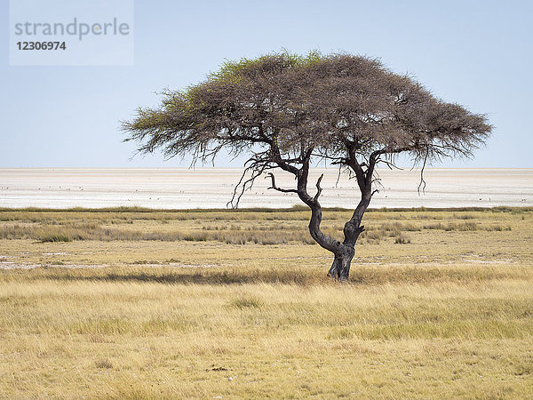 Afrika  Namibia  Etosha Nationalpark  einsamer Baum