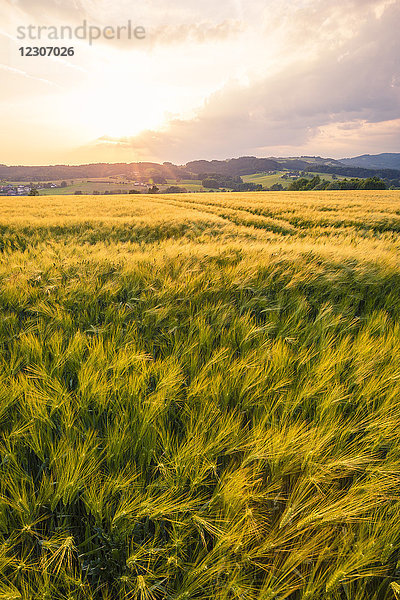 Österreich  Oberösterreich  Mühlviertel  Getreidefeld in der Abenddämmerung