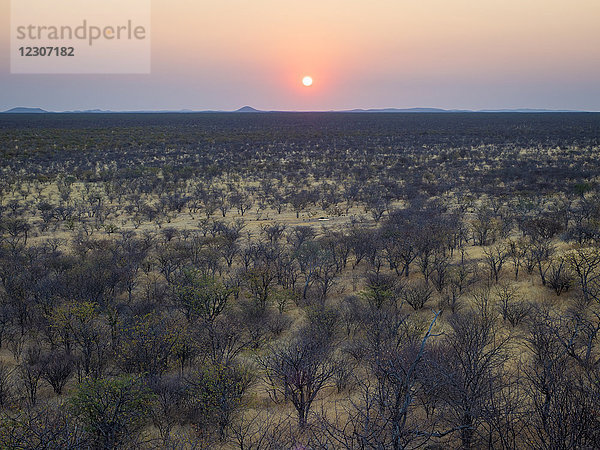 Afrika  Namibia  Damaraland  Sonnenuntergang über Buschland