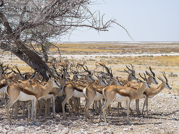 Afrika  Namibia  Etosha Nationalpark  Springböcke unter Baum im Schatten