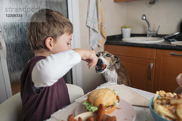 Junge füttern Hund am Esstisch zu Hause