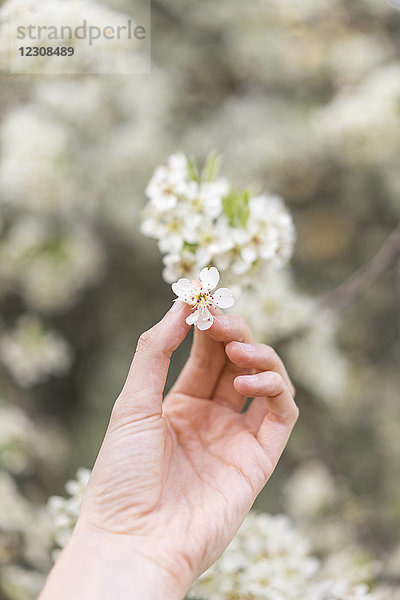 Hand hält weiße Blüte des Obstbaums  Nahaufnahme