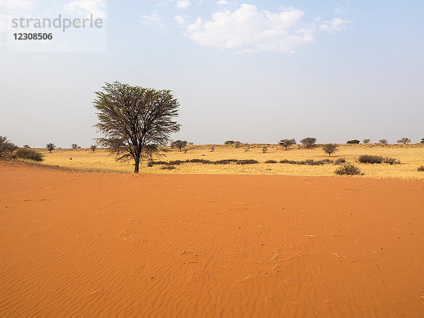 Afrika  Namibia  Kalahari