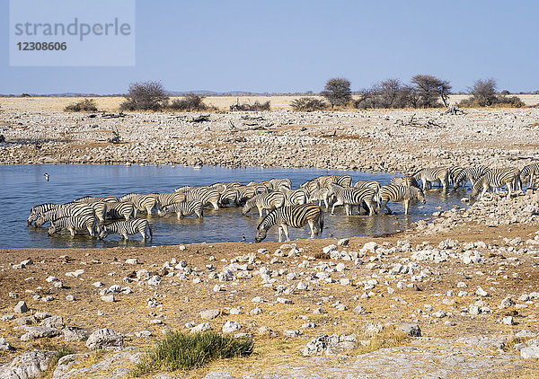 Afrika  Namibia  Etosha Nationalpark  Ebenenzebras am Wasserloch  Equus quagga