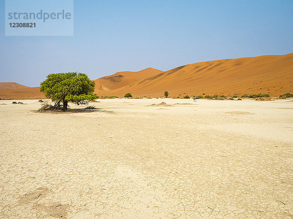Afrika  Namibia  Namib Wüste  Naukluft Nationalpark  Sossusvlei