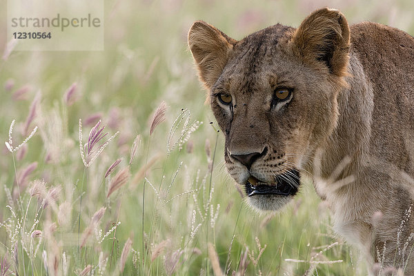 Löwin (Panthera leo) zu Fuss  Tsavo  Küste  Kenia