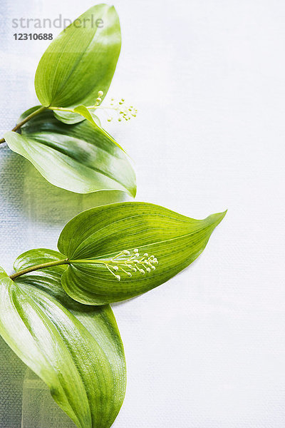 Stilleben eines grünen Blattstiels mit Blütenknospe auf Tisch  Draufsicht