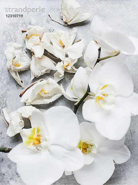 Weiße Orchideenblüten  Nahaufnahme von oben