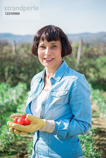 Frau mit einer Handvoll Tomaten im Gemüsegarten