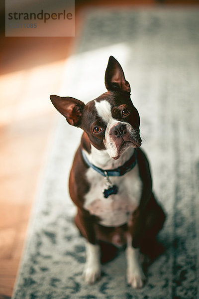 Porträt eines Boston-Terriers  mit gesenktem Kopf in die Kamera blickend