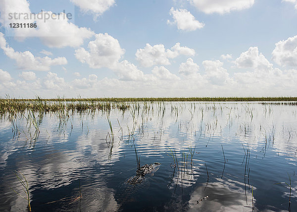 Szenerieansicht von einer Airboat-Tour in den Everglades  Sawgrass-Erholungspark  Florida  USA