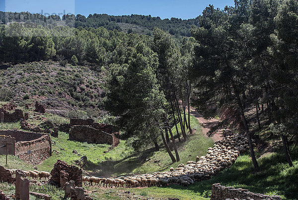 Spanien  Autonome Gemeinschaft Aragonien  Transhumanz von Schafen