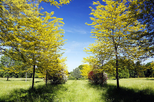 Seine und Marne. Gretz Armainvilliers. Das Arboretum im Frühling.