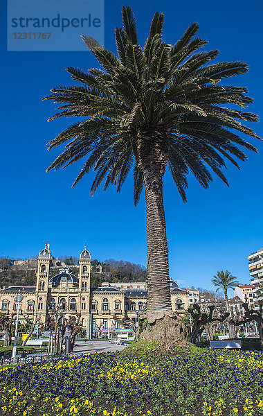 Spanien  Baskenland  San Sebastian  Palme im Alderdi-Eder-Park  im Hintergrund das Rathaus.