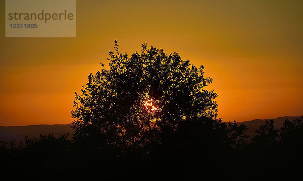 Europa  Frankreich  Sonnenuntergang hinter einem Baum in Correze