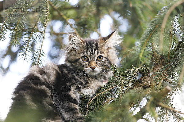 Seine und Marne. Nahaufnahme eines 11 Wochen alten Kätzchens (weiblich) auf einem Kiefernzweig. Norwegisches Waldkätzchen