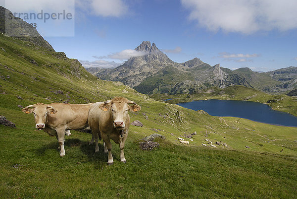 Atlantische Pirineas  2 Kühe beobachten den Fotografen auf den Feldern oberhalb des Ayous-Sees  der vom 2884 m hohen Gipfel des Pic du Midi d'Ossau überragt wird.