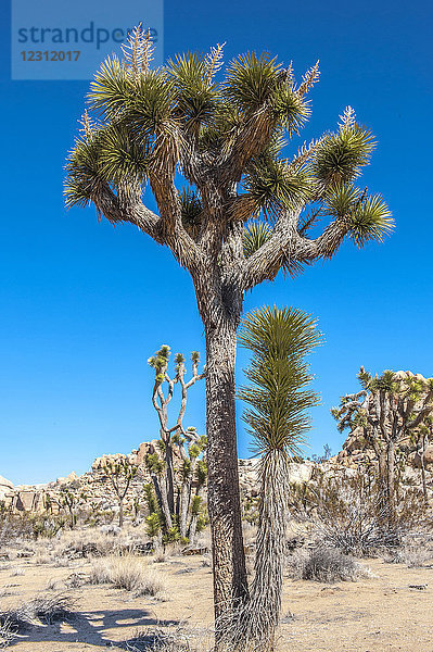 USA  Kalifornien  Joshua Tree National Park  Yucca-Palmen