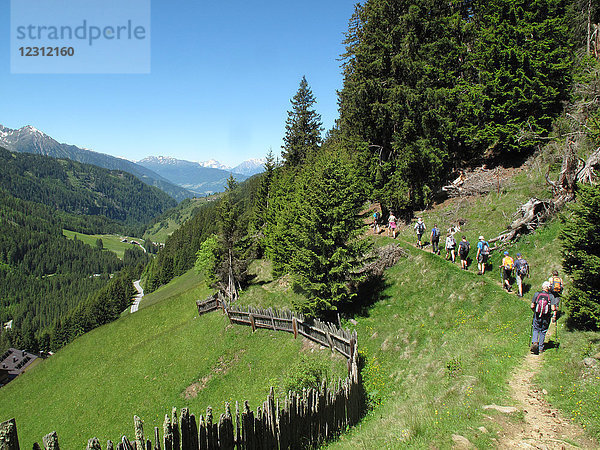 Österreich  Tirol Kuhtai-Tal  eine Gruppe von Wanderern geht im Gänsemarsch auf einem Bergpfad durch Kiefernwälder