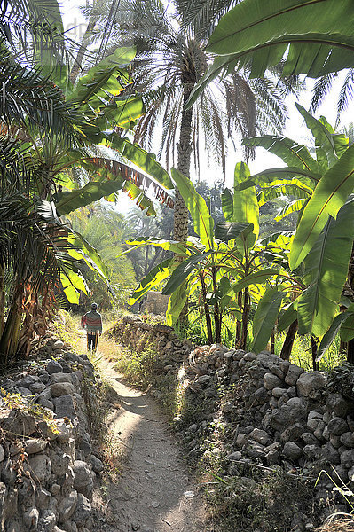 Sultanat Oman  Wadi Bani Khalid  ein Mann geht in einem üppigen Garten zwischen Palmen und Bananenbäumen spazieren