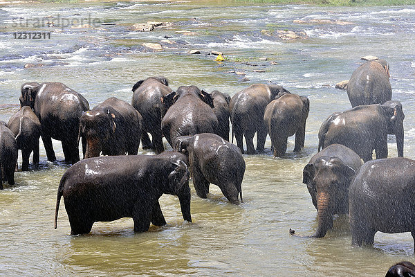 Sri Lanka  2017. Sigiriya  Elefantenwaisenhaus. Elefantenbäder.