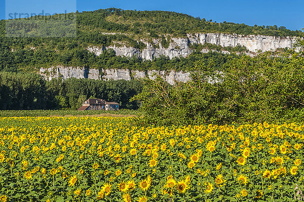 Frankreich  Lot  Regionaler Naturpark Causses du Quercy  unteres Lot-Tal  Walnussbäume und Sonnenblumenfeld entlang des Flusses Lot