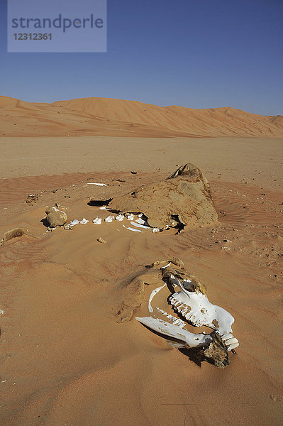 Sultanat Oman  Dhofar  Wüste Rub Al Khali  genannt das leere Viertel  das größte Sandgebiet der Welt  Grenze zu Jemen und Saoudi Arabien  Skelett eines Kamels im ockerfarbenen Sand