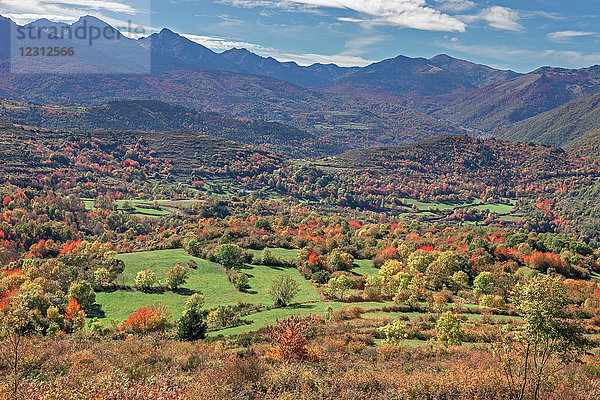 Frankreich  Aude  Herbstlandschaft nach Escouloubre  Wildkirsche