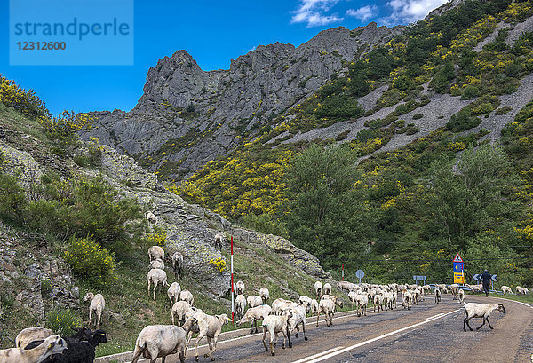 Spanien  Provinz León  Wandertierhaltung in Portilla de la Reina  Jakobsweg