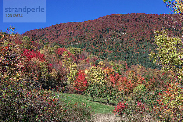 Frankreich  Aude  Herbstlandschaft nach Le Bosquet  Wildkirsche