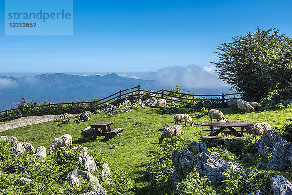 Spanien  Asturien  Nationalpark Picos de Europa  See von Covadonga  Picknicktische und Schafe am Mirador de la Reina