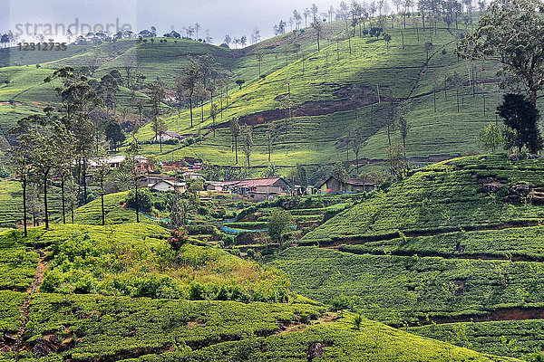 Asien  Sri Lanka  Teefeld