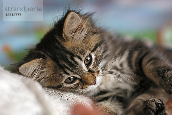 Seine und Marne. Nahaufnahme eines weiblichen Kätzchens im Alter von 9 Wochen  das auf einem Bett liegt. Norwegische Katzenrasse.