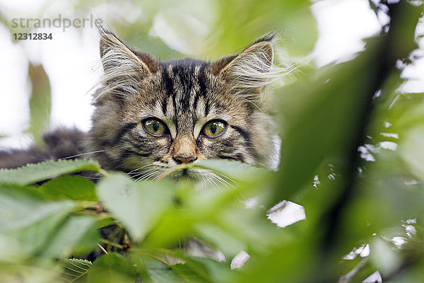 Kätzchen unter 11 Wochen (norwegische Katzenrasse)  das in einem Baum jagt. Norwegisches Waldkätzchen