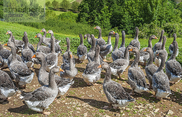 Frankreich  Lot  Regionaler Naturpark Causses du Quercy  Rocamadour aea  Freilandhaltung von Gänsen