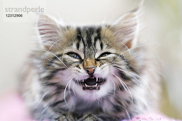 Seine und Marne. Nahaufnahme eines weiblichen Kätzchens unter 10 Wochen  das versucht  seine Zähne zu zeigen. Milchzähne. Norwegische Katzenrasse.