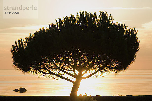 Frankreich  Westfrankreich  Ile d'Yeu  Silhouette einer Pinie bei Sonnenaufgang